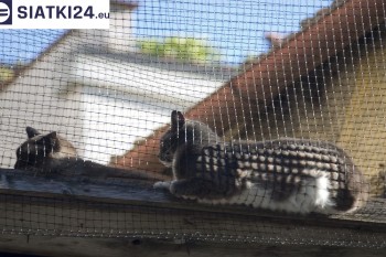 Siatki Gostynin - Siatka na balkony dla kota i zabezpieczenie dzieci dla terenów Gostynina