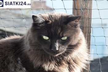 Siatki Gostynin - Zabezpieczenie balkonu siatką - Kocia siatka - bezpieczny kot dla terenów Gostynina